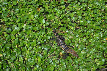 Naklejka na ściany i meble Small American Alligator in the water lily, White Lake, Cullinan Park, Sugar Land
