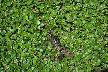 Small American Alligator in the water lily, White Lake, Cullinan Park, Sugar Land