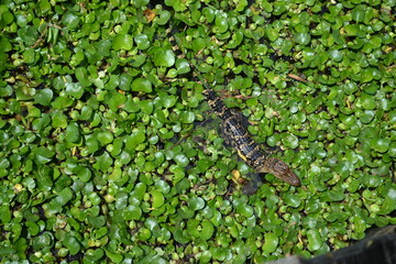 Small American Alligator in the water lily, White Lake, Cullinan Park, Sugar Land