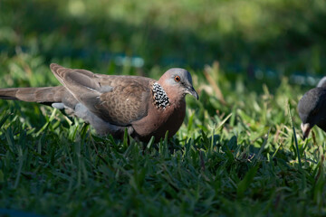 A spotted dove in the grass