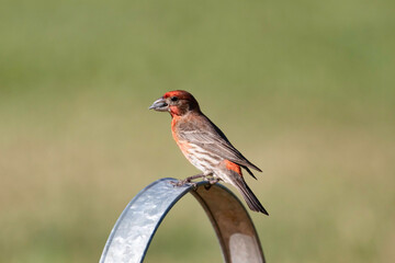 A house finch sitting on a bird feeder