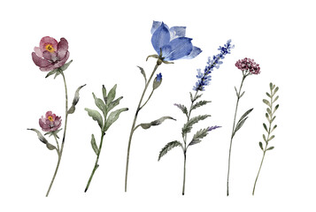 A set of watercolor illustrations of blue and burgundy wild flowers and plants on a white background.