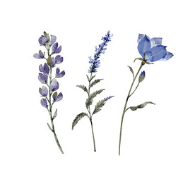 set of watercolor illustrations of blue flowers and plants on a white background. hand painted for design and invitations.