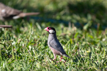 A Java Sparrow in the grass