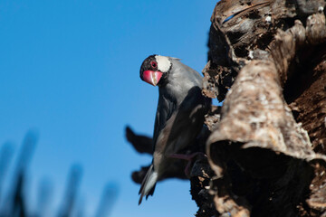 A Java Sparrow in a tree