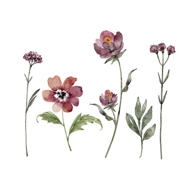Botanical set of watercolor burgundy flowers isolated on white background. illustration hand painted.