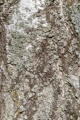 Birch Bark Texture.Old Tree, natural background