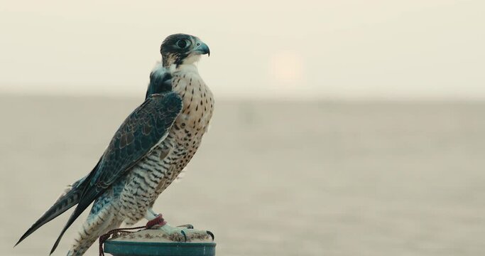 falcon
