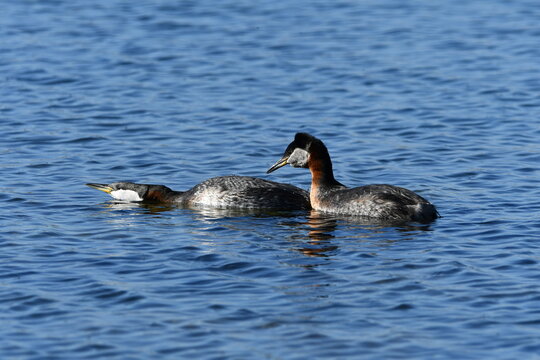Spring scene of a Mating Pair of Red-neck grebe ducks