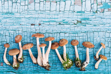 Honey agaric on an old painted blue surface top view, copy space. Harvest of autumn forest mushrooms