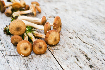 Honey agaric on old wooden surface top view, soft focus. Harvest of autumn forest mushrooms