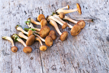 Honey agaric on old wooden surface top view, soft focus. Harvest of autumn forest mushrooms