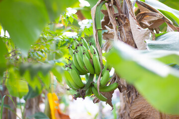 Banana tree with bunch of green growing raw bananas from Thailand