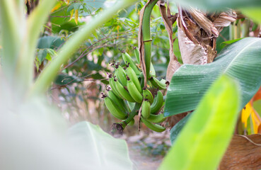 Banana tree with bunch of green growing raw bananas from Thailand.