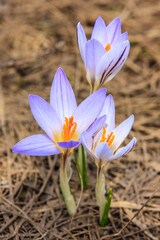 Fototapeta premium Purple blooming crocus, or saffron, a Caucasus endemic alpine flower. Close up view, nature background.
