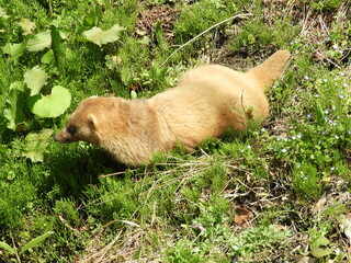 野生のアナグマ
