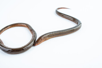 Fresh eel on white background