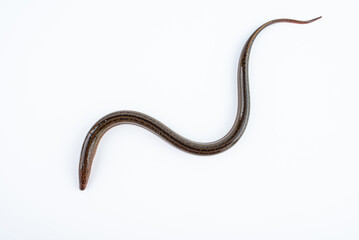 Fresh eel on white background