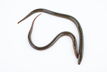 Fresh eel on white background