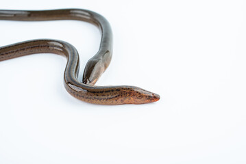 Fresh eel on white background