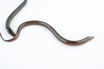 Fresh eel on white background