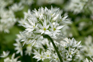 Bärlauch (Allium ursinum), Blütenstand