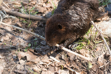 North American beaver nibbling on a branch by the river (Castor canadensis)