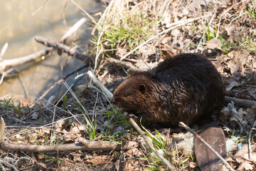 North American beaver nibbling on a branch by the river (Castor canadensis)
