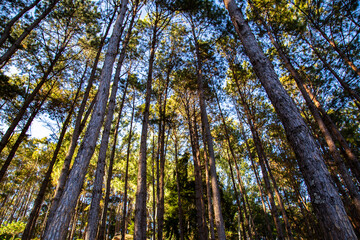 Pang Oung national park, lake and forest of pine trees in Mae Hong Son, Thailand