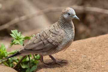 A zebra dove on a rock