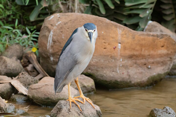 A Night Heron on the side of a pond