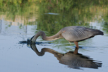 great blue heron ardea cinerea