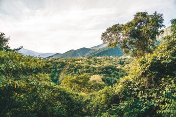 Obraz premium Paseo en selva