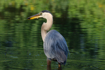 great blue heron ardea cinerea