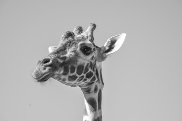 Obraz premium giraffe profile