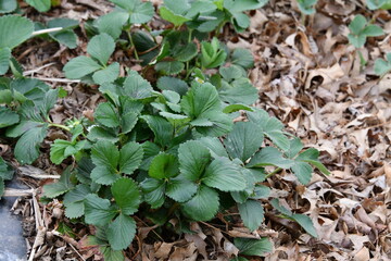 Strawberry Plants