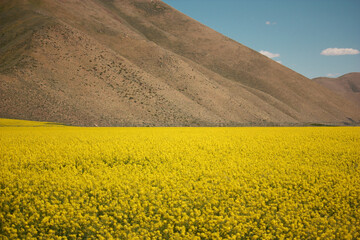 Field of Mustard Seed