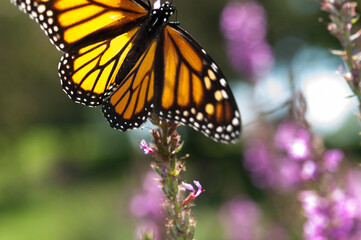 close up of a monarch butterfly and loosestrife flowers