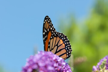 monarch butterfly wings on a blue sky