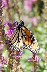 monarch butterfly on Lythrum salicaria