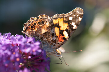 Vanessa cardui or the painted lady in the sun