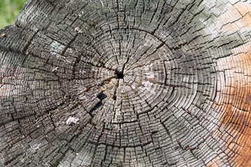 cross section of tree trunk