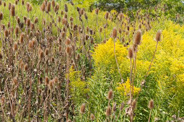 teasel and goldenrod in a field