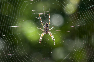 Araneus diadematus or cross orbweaver on a web