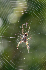 Araneus diadematus or cross orbweaver on a web