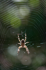 Araneus diadematus or cross orbweaver on a web