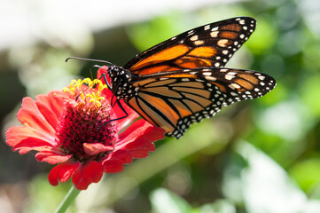 monarch butterfly atop a zinna flower