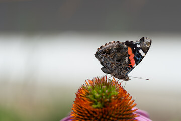 background with red admiral on a coneflower
