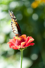 flower and butterfly