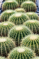 Golden barrel cactus plant garden background pattern
